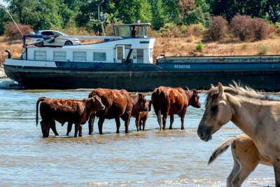 Konikpaarden en Rode Geuzen diep de Waal in