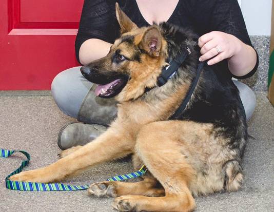 Lelijkste Hond Ter Wereld Heeft Soortgenootje Bizar Bd Nl