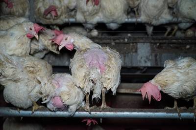 Animal Rights filmt ‘horrorkippenschuren’ in Groesbeek en Overloon