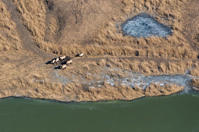 Hoe voorkom je alle ophef rond hongerende dieren in de Oostvaardersplassen? Drie oplossingen - Trouw