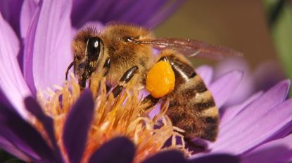 Europa trekt 54 miljoen euro per jaar uit om honingbij te redden