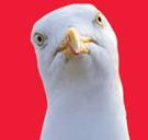 Heeft een meeuw het voorzien op je lunch? Staar hem dan aan, zeggen experts