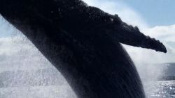 Slik! Enorme walvis verrast zeilers met monsterlijke sprong vlak bij boot