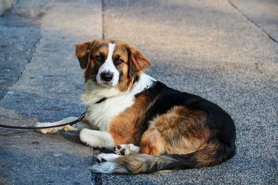 Achterhoeks hondje Mozes moet terug naar Friesland: ‘Cliënt doodsbenauwd dat het niet goed komt’