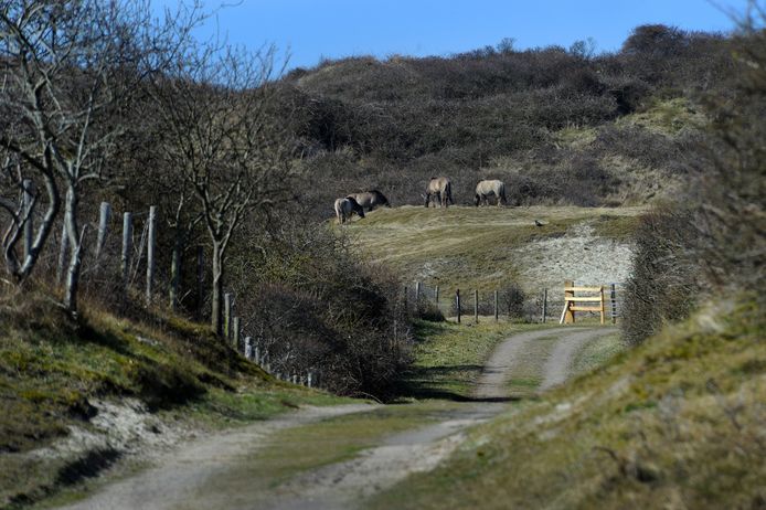 Bezoekers vol lof over natuurgebied Oranjezon | Walcheren ...