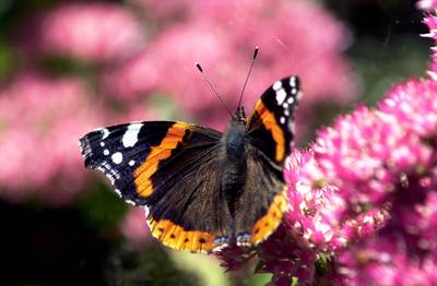 Ook vlinders hebben het zwaar door de hitte