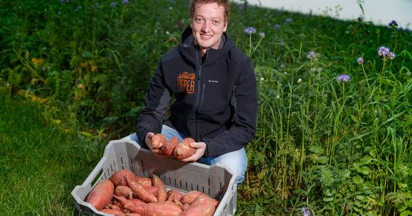 Anticiperen op klimaatverandering: zoete piepers en sojakorrels in West-Brabant