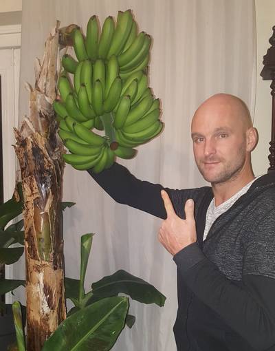 Bonnes huisgekweekte bananen brengen boomkwekers in beroering