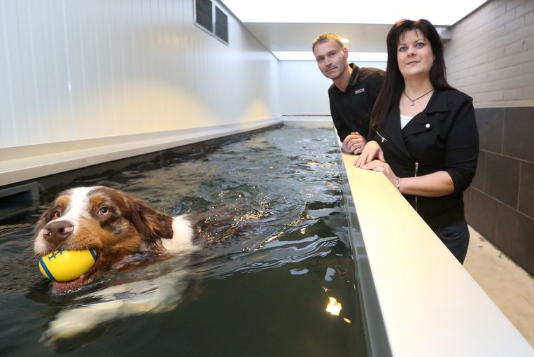Honden Trekken Baantjes In Zwembad Kuurne Regio Hln