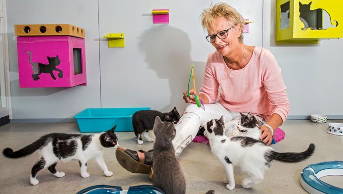 Dierenasiel Zoekt Knuffelaars En Aandachtgevers Woerden Ad Nl
