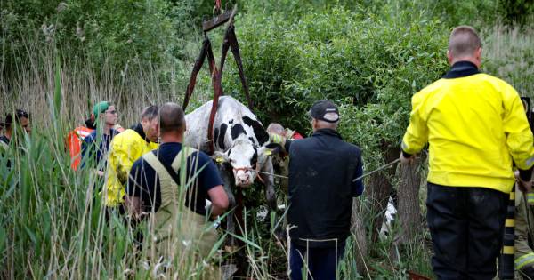 Arme koeien, arme boer, wat een stress...