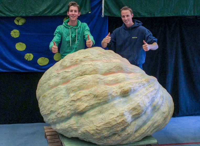 Mathias Kweekt Pompoen Van 849 5 Kg Sint Martens Latem In De Buurt Hln