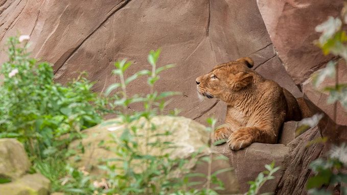 Selma is nieuwe leeuwin in Antwerpse ZOO