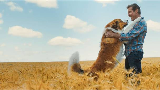 Mes autres vies de chien
