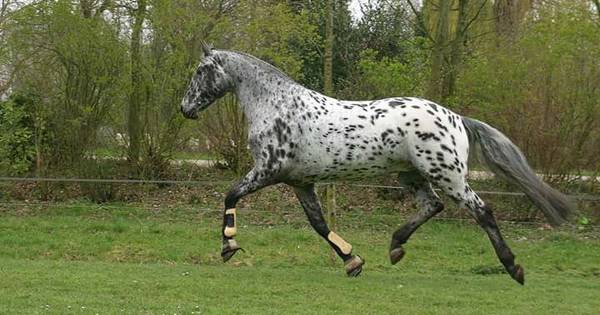 Beschoten paard Wonderboy na 9 maanden weer in de wei; hoop op volledig herstel - BD.nl