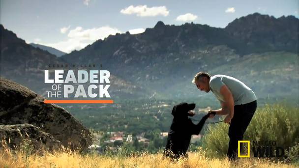 Cesar Millan's Leader of the Pack