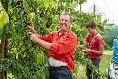 Het seizoen is net begonnen, maar kersen zijn nu al niet aan te slepen