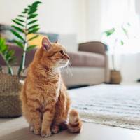Op deze manier krijg je een honden- of kattenplasje uit het tapijt