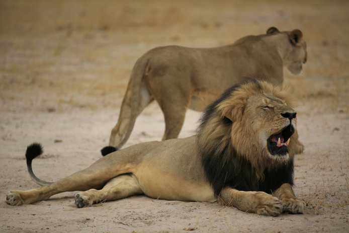 De import van trofeeën van geschoten leeuwen werd verboden nadat leeuw Cecil in juli 2015 uit een natuurpark in Zimbabwe werd gelokt en doodgeschoten.