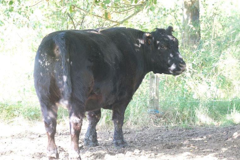 Een van de runderen in het natuurpark Oude Landen.