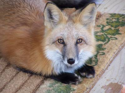 Vos in Wageningen gevangen en uitgezet in bos