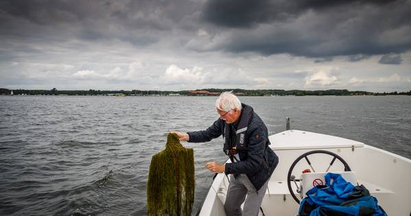 Woekerende waterplanten in Veluwse randmeren: een vloek, een zegen of allebei? - De Stentor