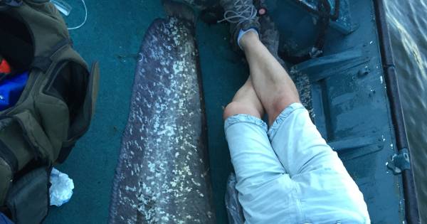 Euforie over vangst megameerval in Linge duurde zeker drie dagen - AD.nl