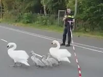Politie schiet zwanenfamilie te hulp