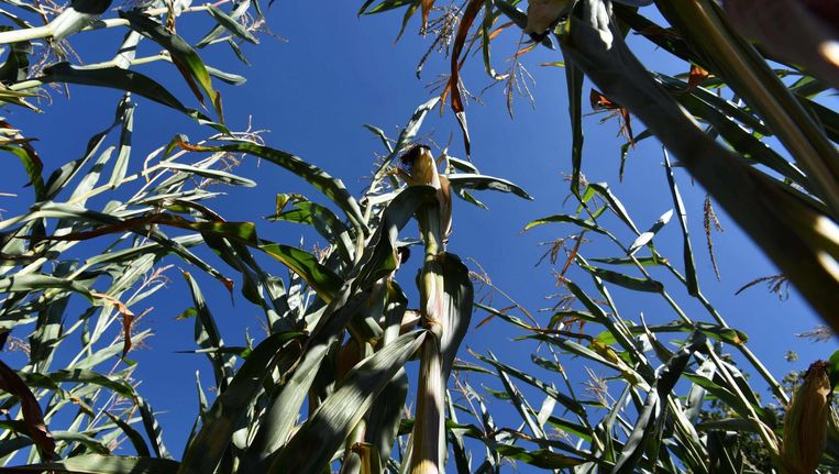 Wat Betekent De Overname Van Monsanto Voor Nederland Trouw