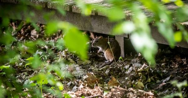 Brabants nieuws van woensdag | Veel schade door wateroverlast - Arbeiders steken 14 uur per dag aspe