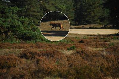 Bekijk de kaart: dit is het leefgebied van wolven op de Veluwe
