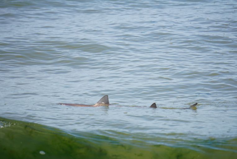 Meterslange haai in Terschellinger water.