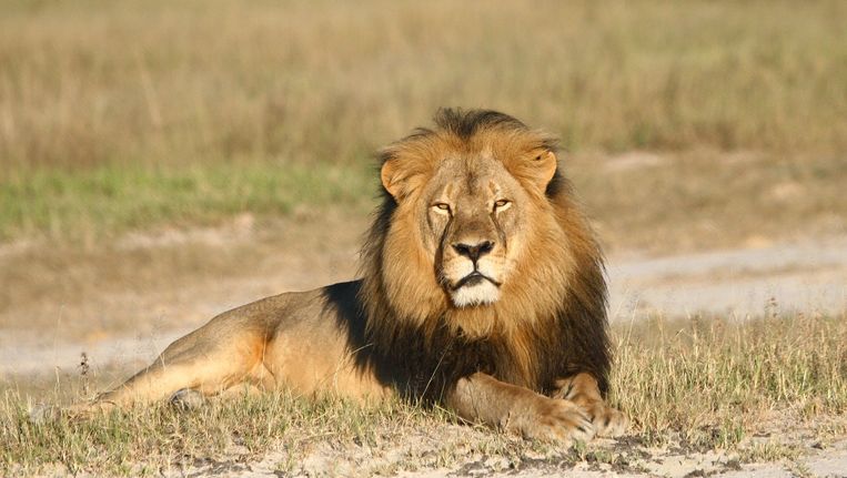 cecil de leeuw neemt 200 soortgenoten mee het graf in trouw