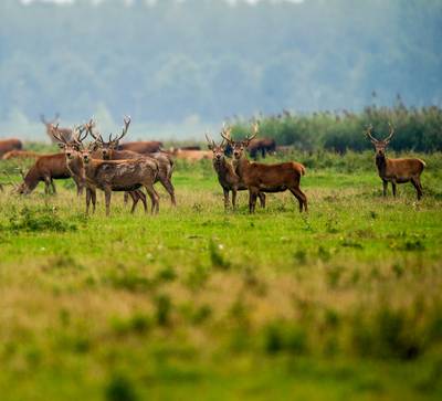 Oostvaardersplassenhert uitbenen en bereiden in Otterlo