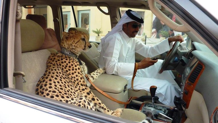 Verbod op leeuw cheeta en tijger als accessoire in Emiraten De 