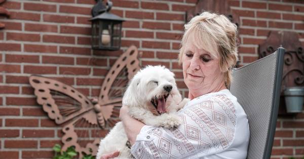 Gevaarlijke rottweiler Piet in beslag genomen na doodbijten maltezer Max