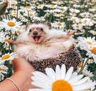 ‘s Werelds beroemdste egeltje is niet meer