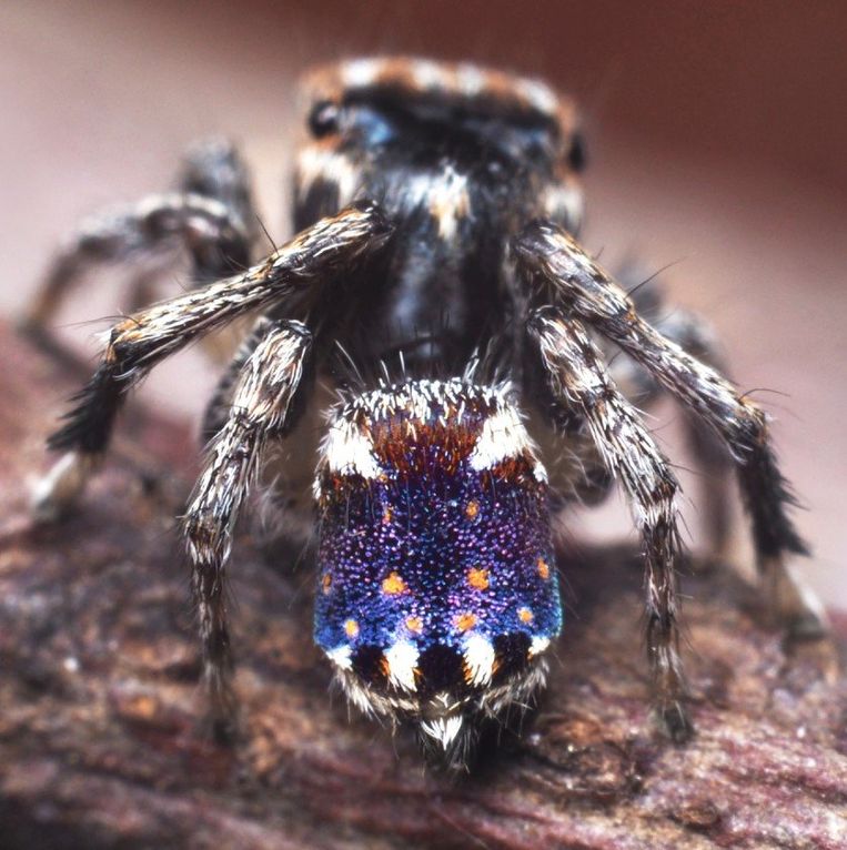  Maratus constellatus