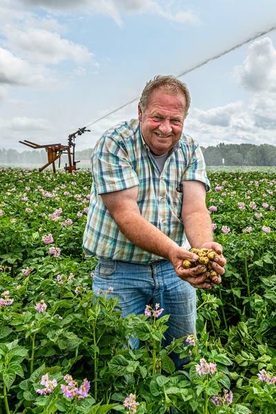 Klimaatverandering: aardappelboer Kruisland vreest het weer en de luizen