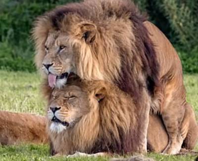 Kenia wil 'homoleeuwen' weer hetero maken