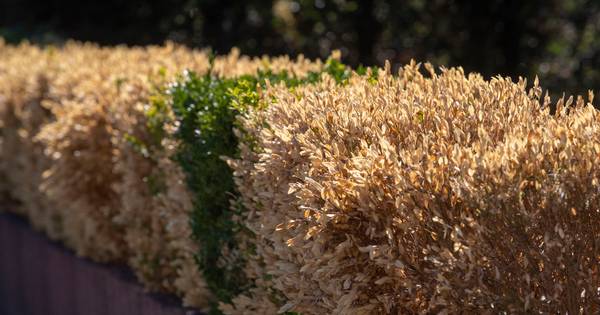 Halve prijs plantgoedactie vliegensvlug uitverkocht