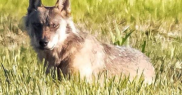 Dode schapen in Aalburg waren inderdaad het werk van een wolf, boer krijgt schade vergoed - BD.nl