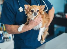 24 chihuahua’s zwaar verwaarloosd gedumpt in Geldermalsen