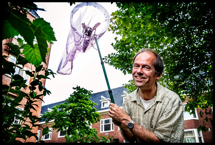 Gevaarlijke tijgermug duikt weer op | Binnenland | AD.nl