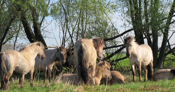 Konikpaarden uit Munnikenland vanaf november in de Heesseltsche uiterwaarden - BD.nl