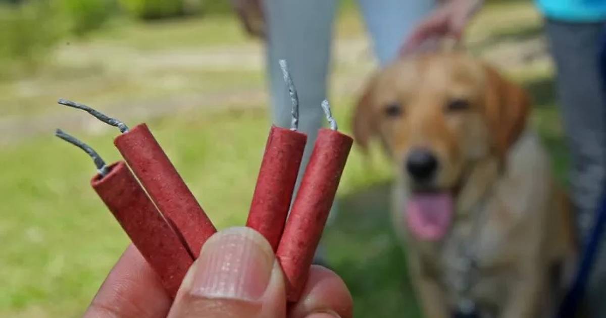 Dood Hondje Door Ontploft Vuurwerk Wekt Afschuw Hoofd Van Het Beestje Was Geexplodeerd Binnenland Bndestem Nl