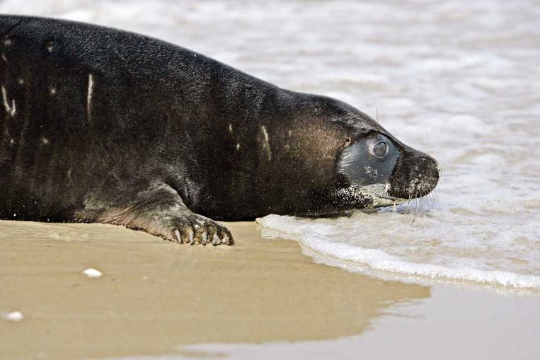 Zeehonden Om Na Te Tekenen / Highway 1 Until San Francisco ...