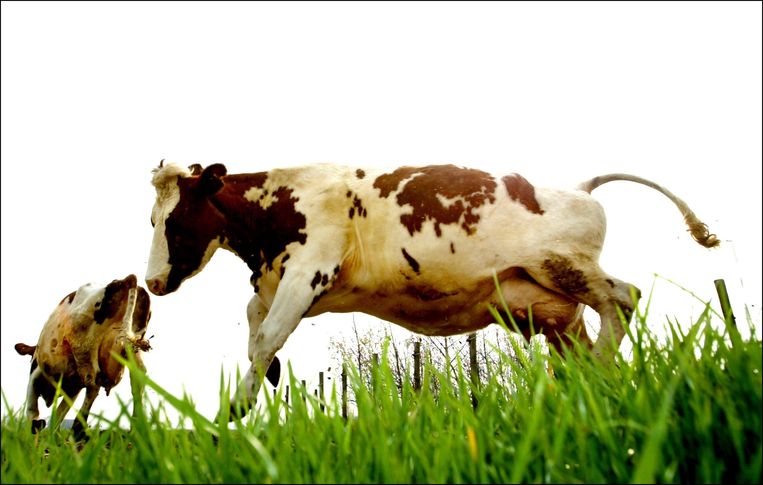 Voor het weiden van koeien bij een natuurgebied is een vergunning nodig, oordeelde de Raad van State. Beeld ANP