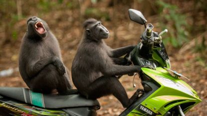 Dit zijn ze: de grappigste dierenfoto's van het afgelopen jaar