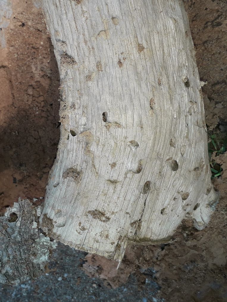 Dood hout, de kraamkamer van de boktor Trouw